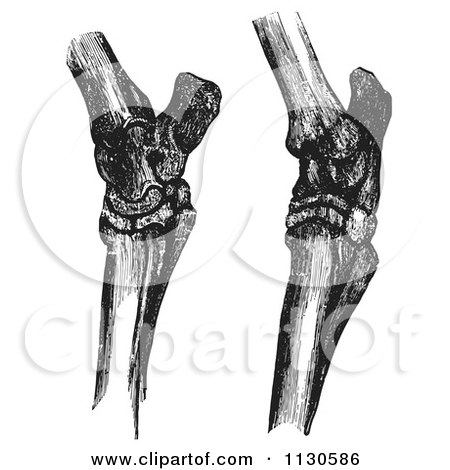 Clipart Of Retro Vintage Engravings Of Horse Hock Bones In Black And White - Royalty Free Vector Illustration by Picsburg