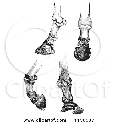 Clipart Of Retro Vintage Engravings Of Horse Bones And Articulations Of The Foot Hoof In Black And White - Royalty Free Vector Illustration by Picsburg
