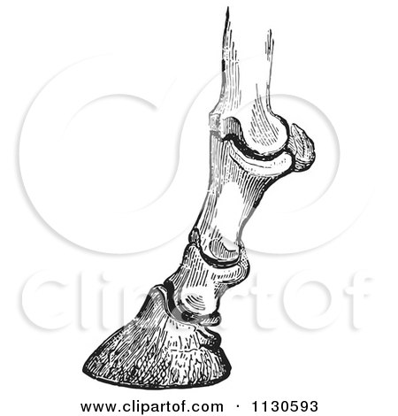 Clipart Of A Retro Vintage Engraving Of Horse Bones And Articulations Of The Foot Hoof In Black And White 1 - Royalty Free Vector Illustration by Picsburg