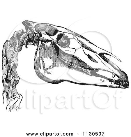 Clipart Of A Retro Vintage Engraving Of The Bones Of A Horse Head In Black And White - Royalty Free Vector Illustration by Picsburg