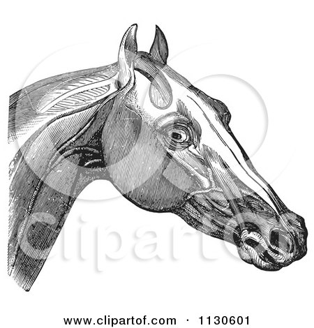 Clipart Of A Retro Vintage Engraving Of Horse Head And Neck Muscles In Black And White 2 - Royalty Free Vector Illustration by Picsburg