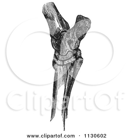 Clipart Of Retro Vintage Horse Hock Bones In Black And White 1 - Royalty Free Vector Illustration by Picsburg