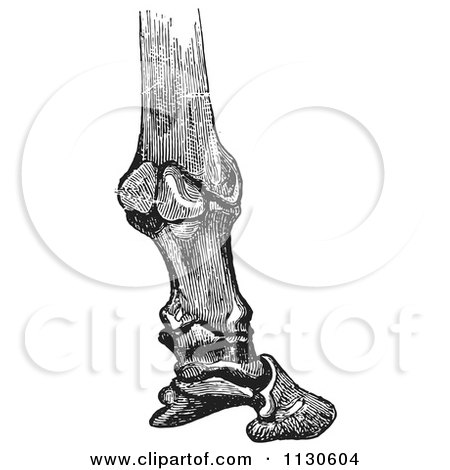 Clipart Of A Retro Vintage Engraving Of Horse Bones And Articulations Of The Foot Hoof In Black And White 4 - Royalty Free Vector Illustration by Picsburg