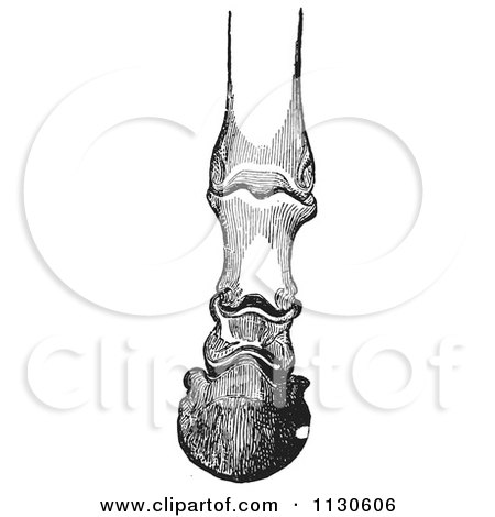 Clipart Of A Retro Vintage Engraving Of Horse Bones And Articulations Of The Foot Hoof In Black And White 2 - Royalty Free Vector Illustration by Picsburg