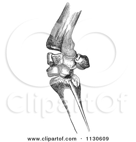 Clipart Of Retro Vintage Bones Of A Flexed Horse Knee In Black And White - Royalty Free Vector Illustration by Picsburg