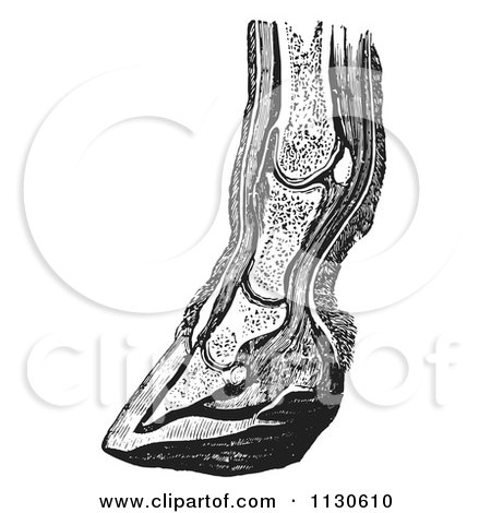 Clipart Of A Retro Vintage Vertical Section Of The Lower Leg And Horse Foot Hoof In Black And White - Royalty Free Vector Illustration by Picsburg