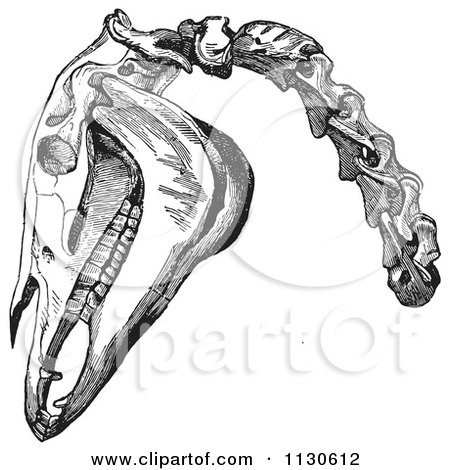 Clipart Of A Retro Vintage Engraving Of Horse Head And Neck Bones In Black And White - Royalty Free Vector Illustration by Picsburg