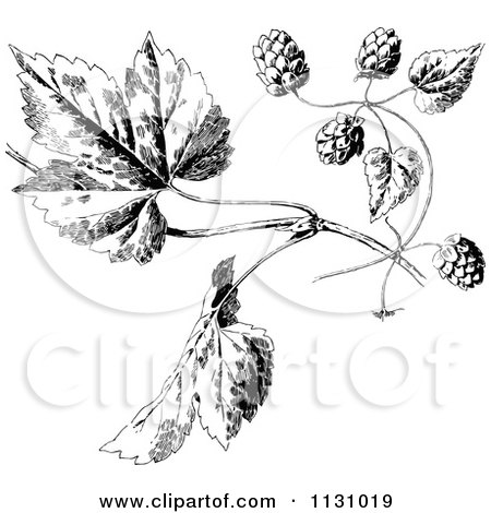 Clipart Of Retro Vintage Black And White Hops And Leaves - Royalty Free Vector Illustration by Prawny Vintage