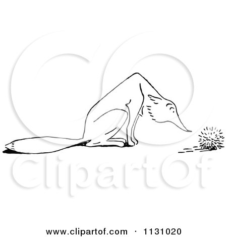 Clipart Of A Retro Vintage Black And White Fox Sniffing A Hedgehog - Royalty Free Vector Illustration by Prawny Vintage