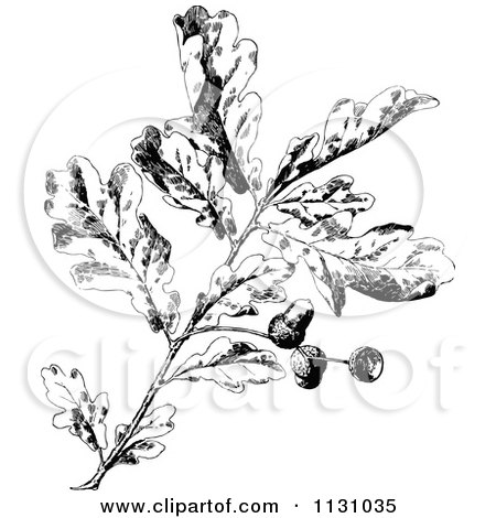 Clipart Of A Retro Vintage Black And White Oak Branch With Acorns 2 - Royalty Free Vector Illustration by Prawny Vintage