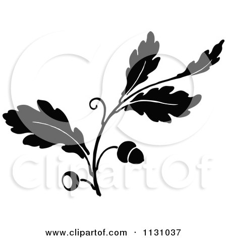 Clipart Of A Retro Vintage Black And White Oak Branch With Acorns 1 - Royalty Free Vector Illustration by Prawny Vintage