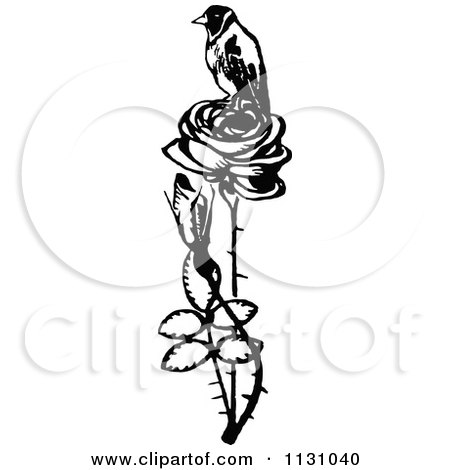 Clipart Of A Retro Vintage Black And White Bird Perched On A Rose - Royalty Free Vector Illustration by Prawny Vintage