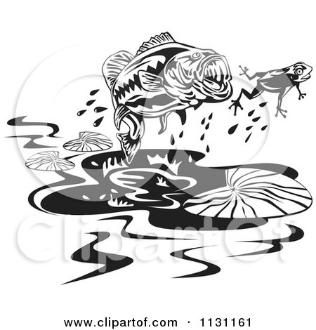 Retro Black And White Largemouth Bass Fish Chasing A Frog Posters