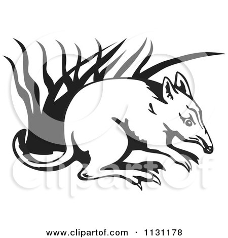 Clipart Of A Black And White Bandicoot In Grass - Royalty Free Vector Illustration by patrimonio
