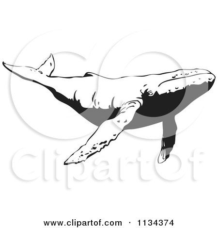 Clipart Of A Black And White Humpback Whale - Royalty Free Vector Illustration by YUHAIZAN YUNUS