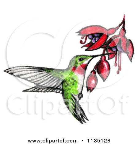 Clipart Of A Drawn And Colored Hummingbird And Bleeding Heart Flowers - Royalty Free Illustration by LoopyLand