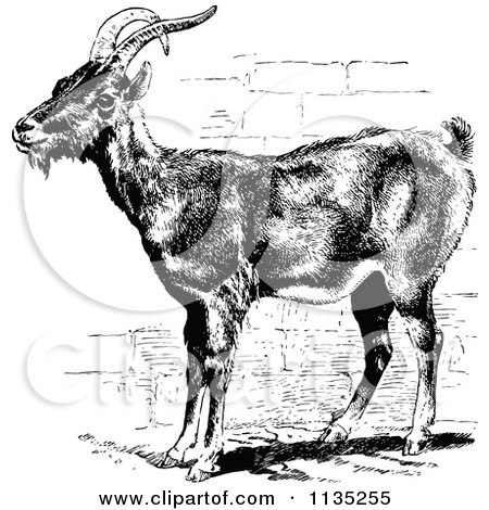 Clipart Of A Retro Vintage Black And White Goat - Royalty Free Vector Illustration by Prawny Vintage