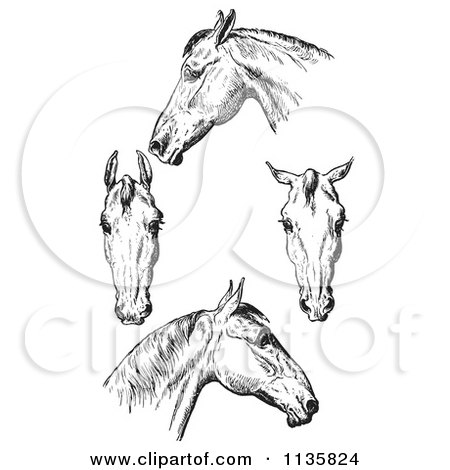 Clipart Of A Retro Vintage Engraved Horse Anatomy Of Bad Heads In Black And White - Royalty Free Vector Illustration by Picsburg