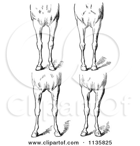 Clipart Of A Retro Vintage Engraved Horse Anatomy Of Bad Conformations Of The Fore Quarters In Black And White - Royalty Free Vector Illustration by Picsburg