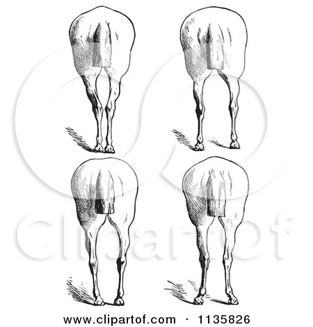 Clipart Of A Retro Vintage Engraved Horse Anatomy Of Bad Hind Quarters In Black And White 10 - Royalty Free Vector Illustration by Picsburg