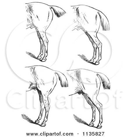 Clipart Of A Retro Vintage Engraved Horse Anatomy Of Bad Hind Quarters In Black And White 5 - Royalty Free Vector Illustration by Picsburg