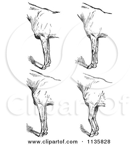 Clipart Of A Retro Vintage Engraved Horse Anatomy Of Bad Conformation Of Fore Quarters In Black And White 5 - Royalty Free Vector Illustration by Picsburg