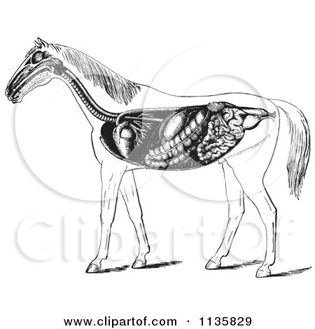 Clipart Of A Retro Vintage Engraved Horse Anatomy Of The Digestive System In Black And White - Royalty Free Vector Illustration by Picsburg