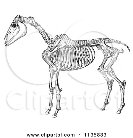 Clipart Of A Retro Vintage Horse Anatomy Of The Skeleton In Black And White 2 - Royalty Free Vector Illustration by Picsburg