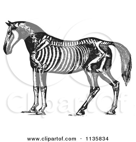Retro Vintage Horse Anatomy Of The Skeleton In Black And White 1 Posters, Art Prints
