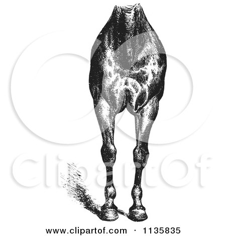 Clipart Of A Retro Vintage Engraved Horse Anatomy Of Good Breast And Limbs In Black And White - Royalty Free Vector Illustration by Picsburg