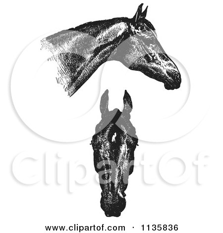 Clipart Of A Retro Vintage Engraved Horse Anatomy Of Good Heads In Black And White - Royalty Free Vector Illustration by Picsburg