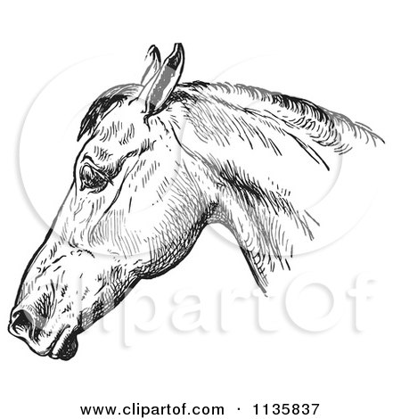 Clipart Of A Retro Vintage Engraved Horse Anatomy Of A Bad Head In Black And White 1 - Royalty Free Vector Illustration by Picsburg
