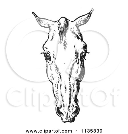 Clipart Of A Retro Vintage Engraved Horse Anatomy Of A Bad Head In Black And White 3 - Royalty Free Vector Illustration by Picsburg