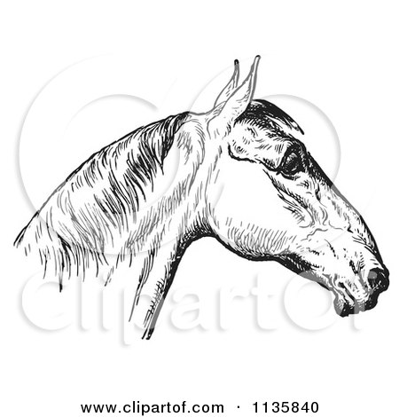 Clipart Of A Retro Vintage Engraved Horse Anatomy Of A Bad Head In Black And White 4 - Royalty Free Vector Illustration by Picsburg
