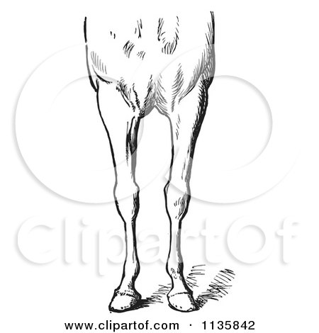 Clipart Of A Retro Vintage Engraved Horse Anatomy Of Bad Conformations Of The Fore Quarters In Black And White 2 - Royalty Free Vector Illustration by Picsburg