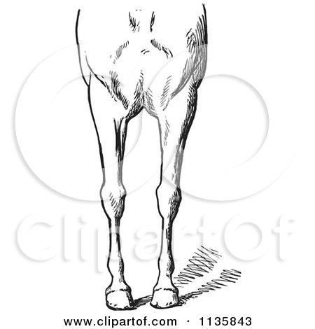 Clipart Of A Retro Vintage Engraved Horse Anatomy Of Bad Conformations Of The Fore Quarters In Black And White 3 - Royalty Free Vector Illustration by Picsburg
