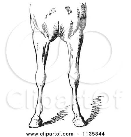 Clipart Of A Retro Vintage Engraved Horse Anatomy Of Bad Conformations Of The Fore Quarters In Black And White 4 - Royalty Free Vector Illustration by Picsburg