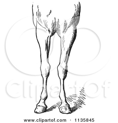 Clipart Of A Retro Vintage Engraved Horse Anatomy Of Bad Conformations Of The Fore Quarters In Black And White 5 - Royalty Free Vector Illustration by Picsburg