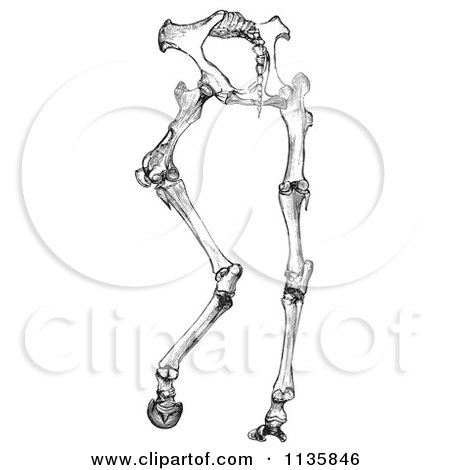 Clipart Of A Retro Vintage Horse Anatomy Of Hinder Part Bones In Black And White - Royalty Free Vector Illustration by Picsburg
