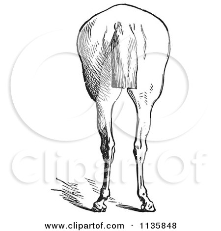 Clipart Of A Retro Vintage Engraved Horse Anatomy Of Bad Hind Quarters In Black And White 9 - Royalty Free Vector Illustration by Picsburg