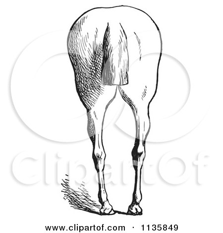 Clipart Of A Retro Vintage Engraved Horse Anatomy Of Bad Hind Quarters In Black And White 8 - Royalty Free Vector Illustration by Picsburg