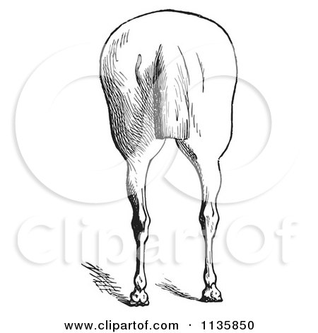 Clipart Of A Retro Vintage Engraved Horse Anatomy Of Bad Hind Quarters In Black And White 7 - Royalty Free Vector Illustration by Picsburg