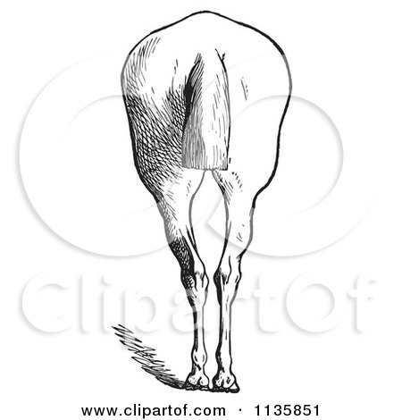 Clipart Of A Retro Vintage Engraved Horse Anatomy Of Bad Hind Quarters In Black And White 6 - Royalty Free Vector Illustration by Picsburg