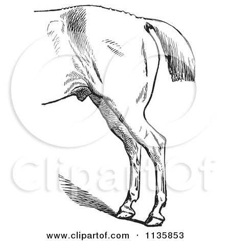 Clipart Of A Retro Vintage Engraved Horse Anatomy Of Bad Hind Quarters In Black And White 4 - Royalty Free Vector Illustration by Picsburg