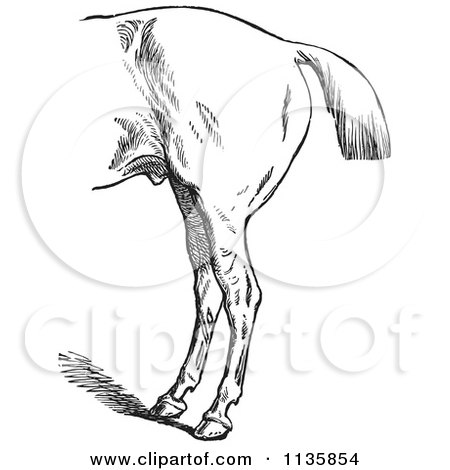 Clipart Of A Retro Vintage Engraved Horse Anatomy Of Bad Hind Quarters In Black And White 3 - Royalty Free Vector Illustration by Picsburg