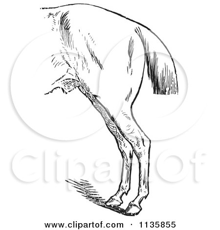 Clipart Of A Retro Vintage Engraved Horse Anatomy Of Bad Hind Quarters In Black And White 2 - Royalty Free Vector Illustration by Picsburg