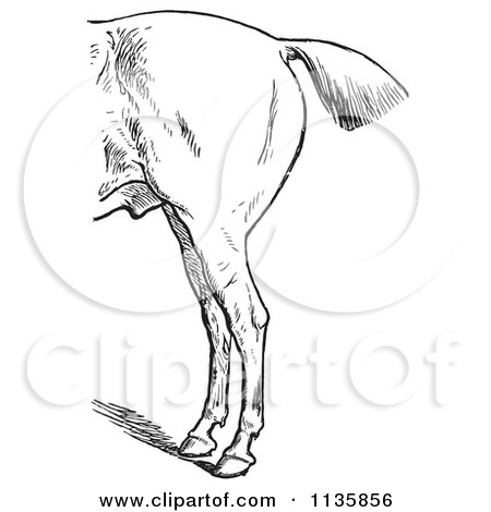 Clipart Of A Retro Vintage Engraved Horse Anatomy Of Bad Hind Quarters In Black And White 1 - Royalty Free Vector Illustration by Picsburg