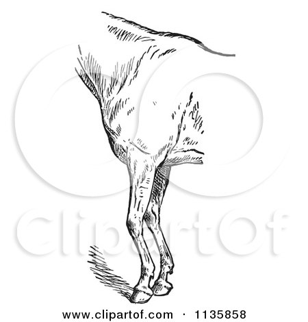Clipart Of A Retro Vintage Engraved Horse Anatomy Of Bad Conformation Of Fore Quarters In Black And White 4 - Royalty Free Vector Illustration by Picsburg