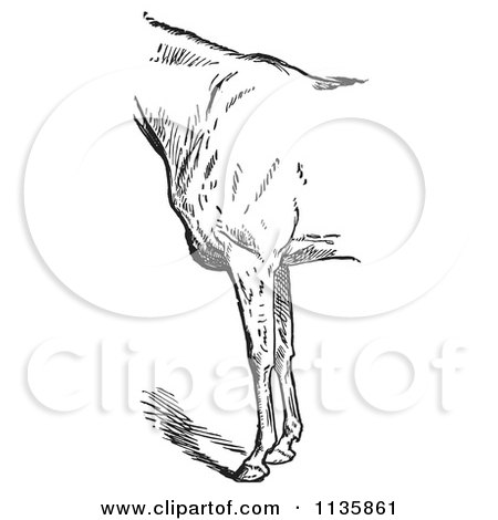 Clipart Of A Retro Vintage Engraved Horse Anatomy Of Bad Conformation Of Fore Quarters In Black And White 1 - Royalty Free Vector Illustration by Picsburg