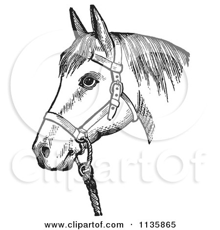 Clipart Of A Retro Vintage Horse With Good Form For A Halter Of In Black And White - Royalty Free Vector Illustration by Picsburg